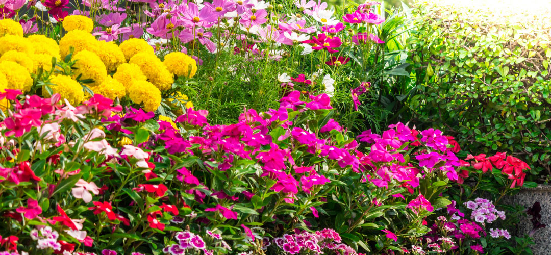 Backyard Yellow and Pink Flowers