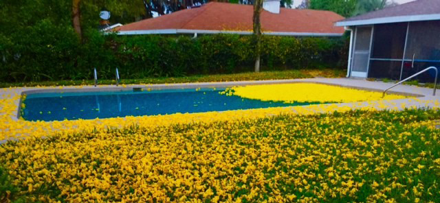 Backyard Swimming Pool Pollen | Spring Weather & Pool Season