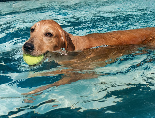 Golden Retriever Fetches a Tennis Ball In the Swimming Pool