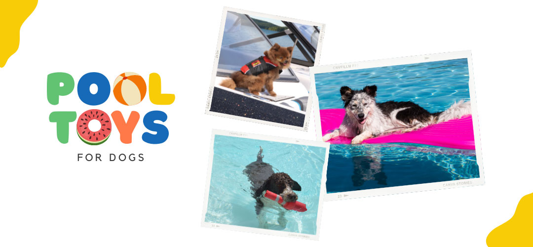 Best Swimming Pool Toys for Dogs