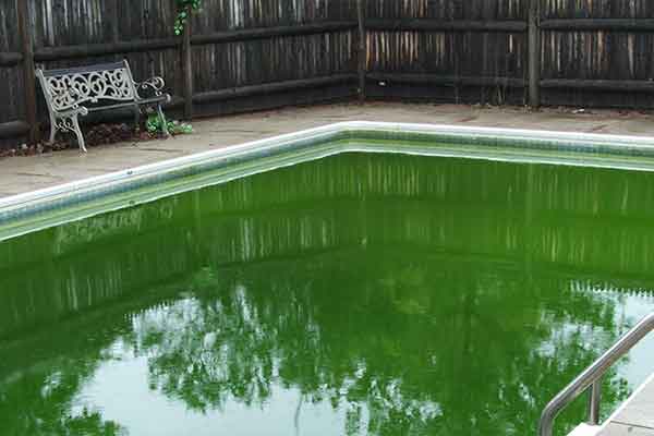How do you get rid of Pool Algae?