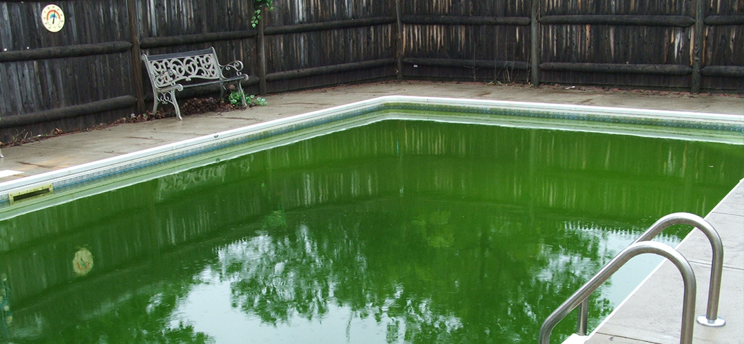 Get Rid of Algae, Pool Algaecide