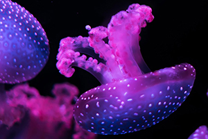 Eggplant jellyfish