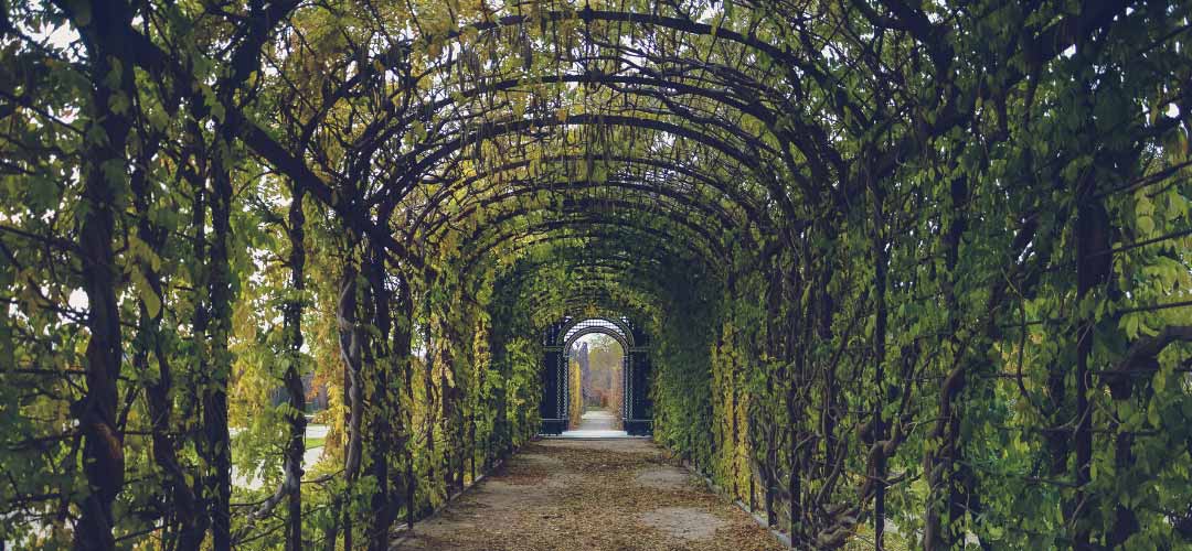 Arched Walkway with Vines, Outdoor Living