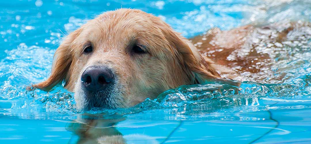 Dog Swimming In Pool